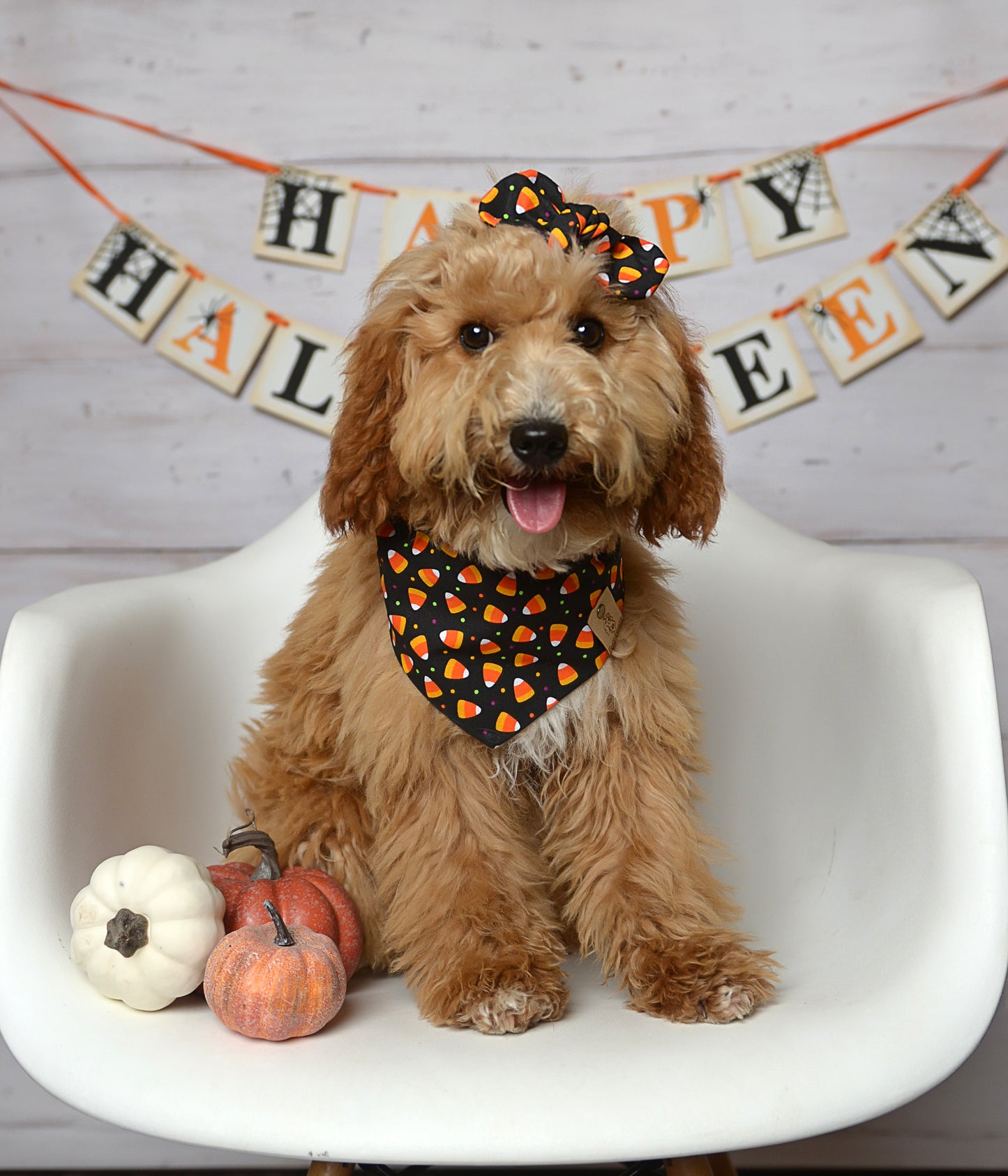 Halloween Candy Corn Dog Bandana