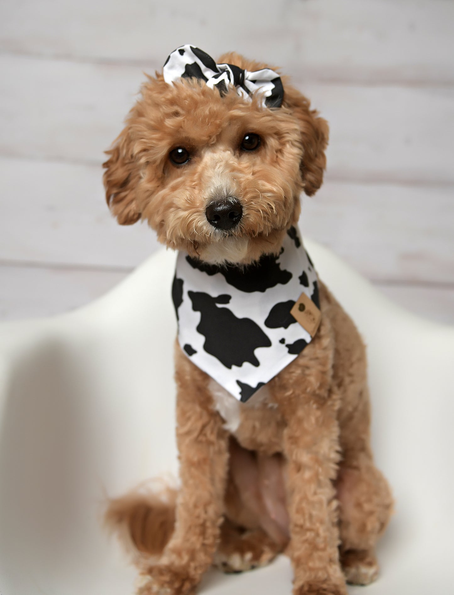 Cow Dog Bandana