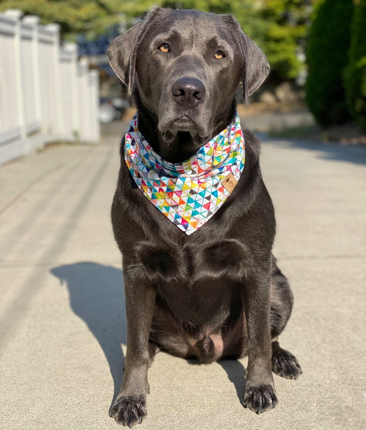 Kool Triangles Dog Bandana