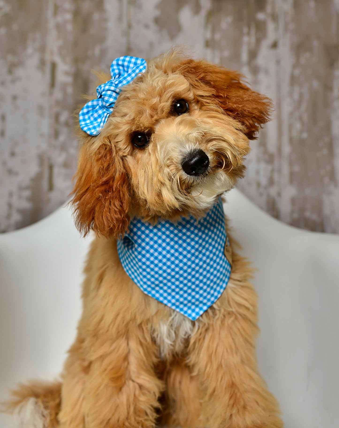 Blue Gingham Dog Bandana