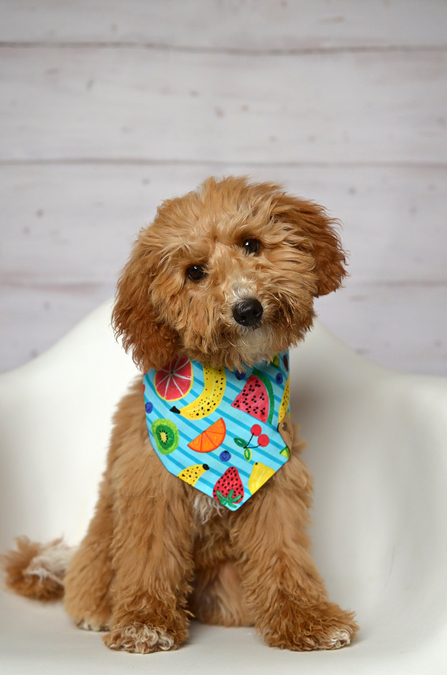 Fruit Punch Dog Bandana