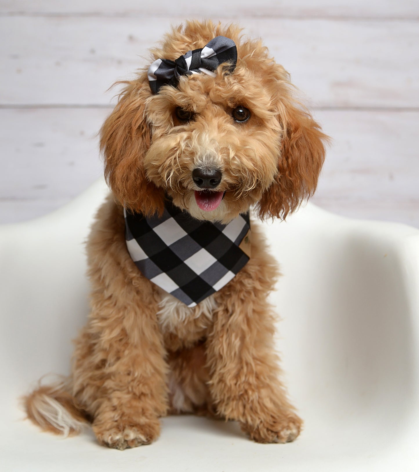 Black Buffalo Dog Bandana