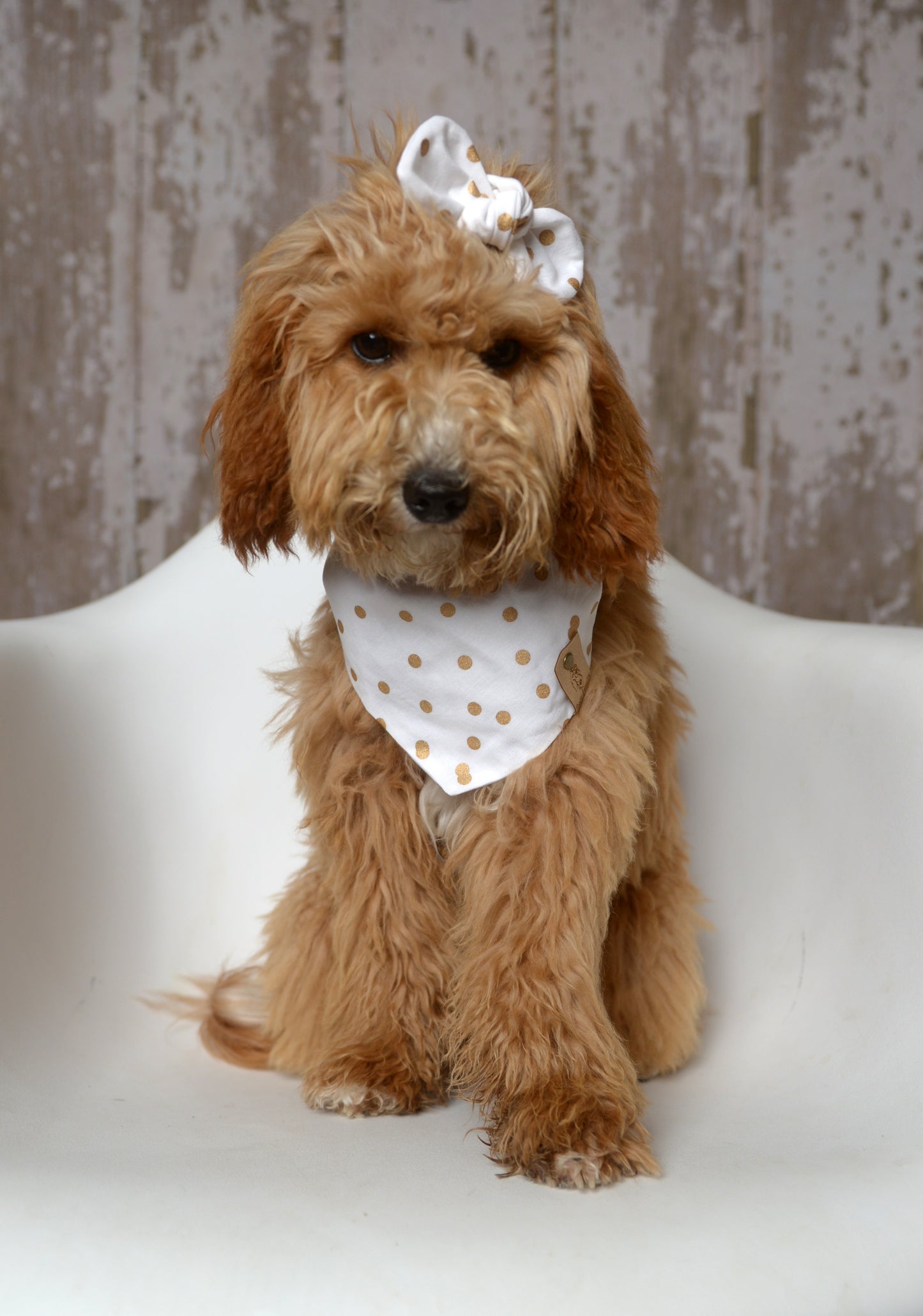 White Gold Dottie Dog Bandana