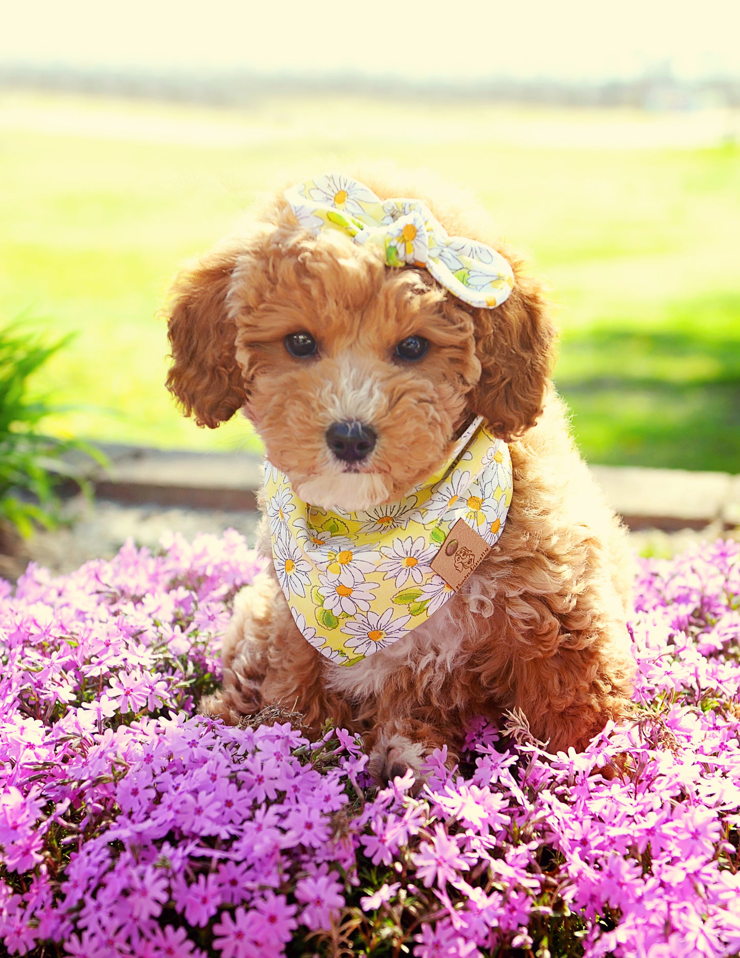 Yellow Daisy Dog Bandana