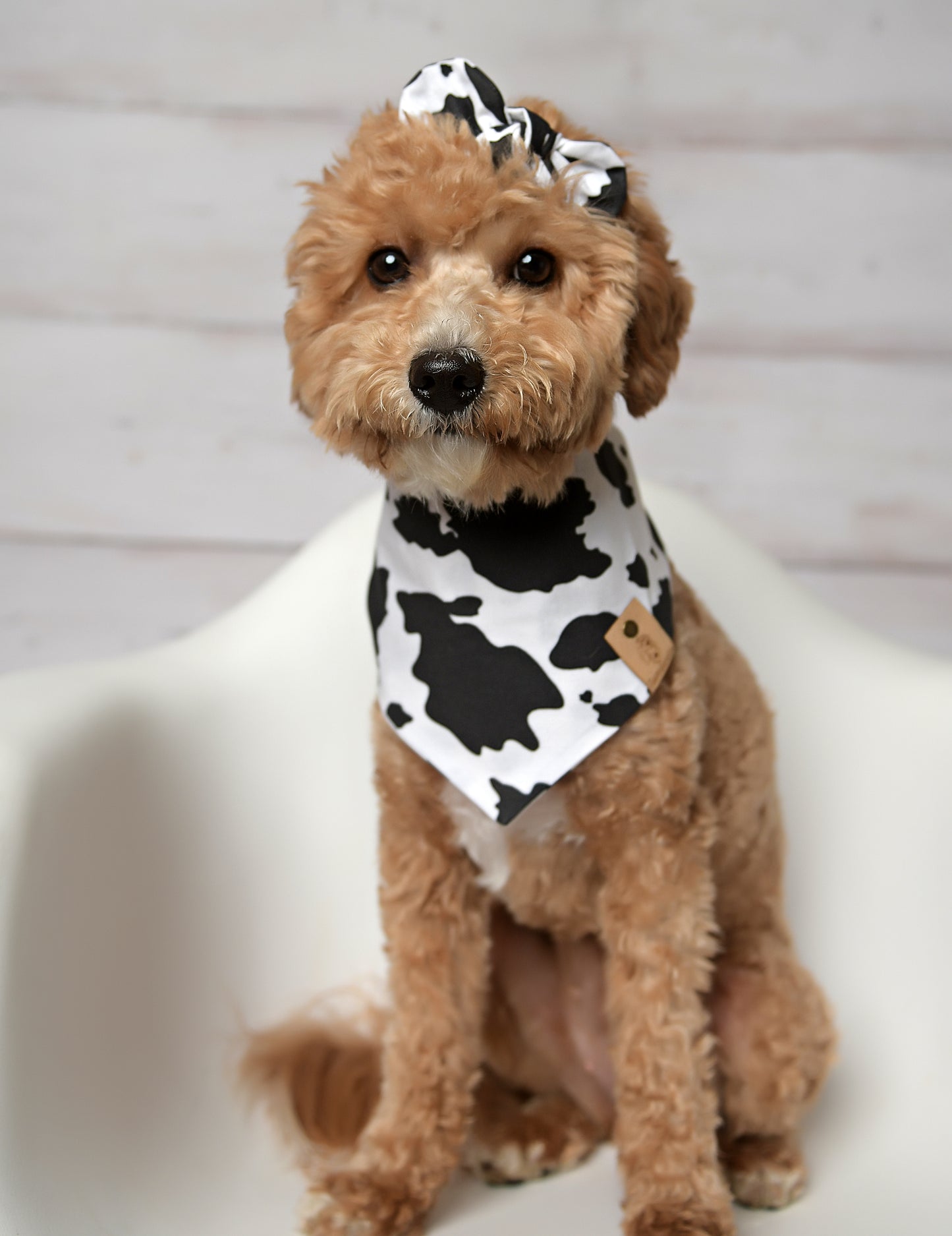 Cow Dog Bandana