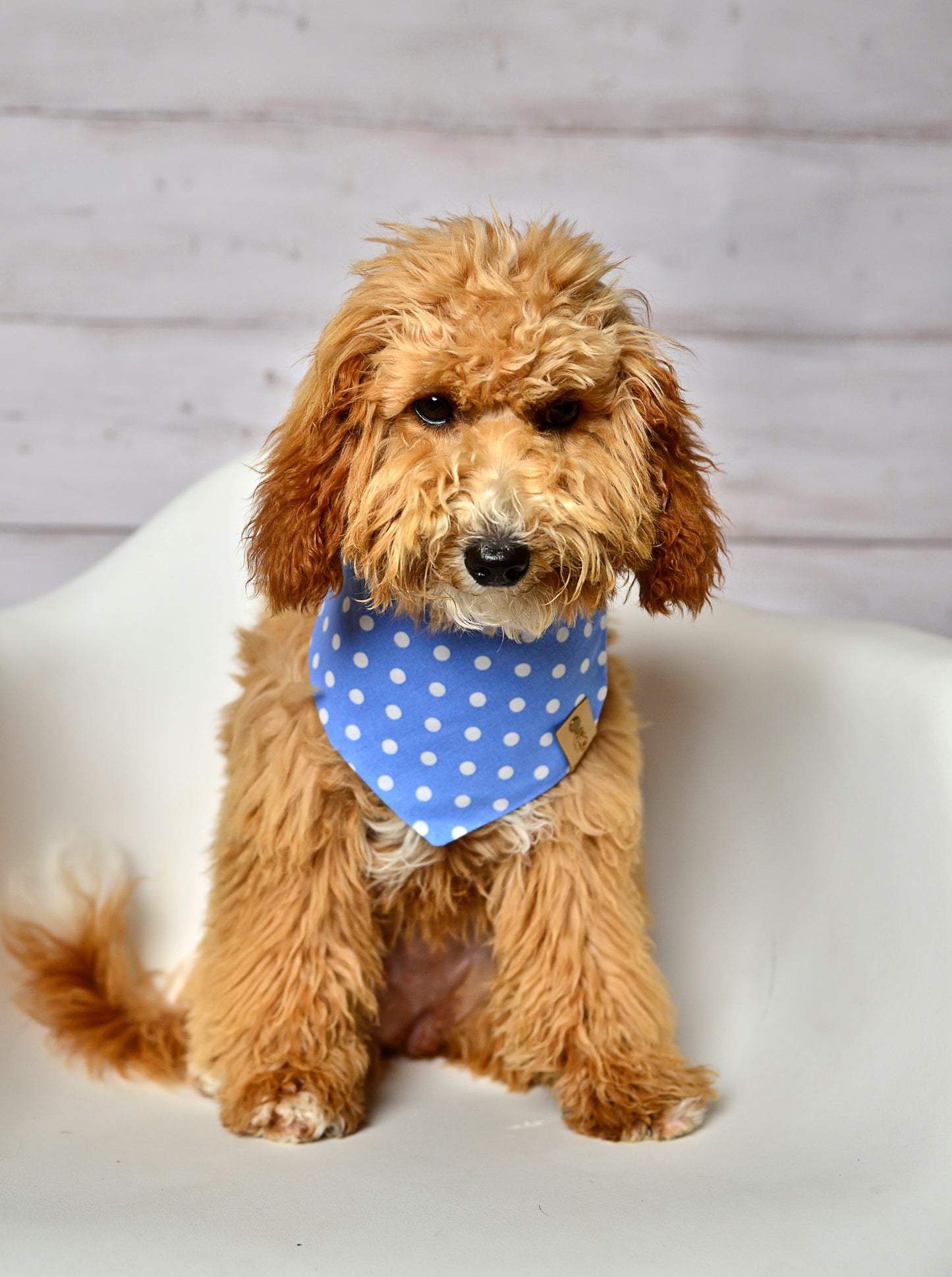 Blue Dot Dog Bandana