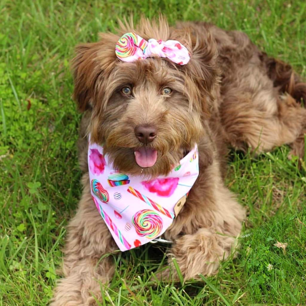 Candy Dog Bandana