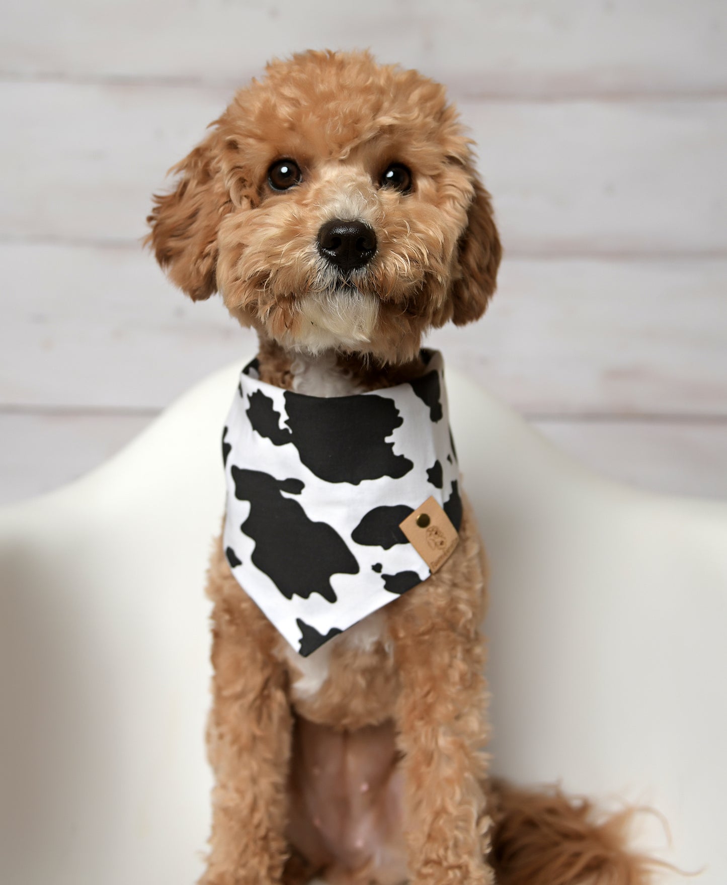 Cow Dog Bandana