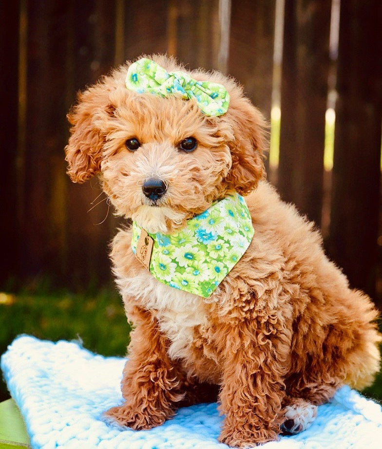 Green Floral Dog Bandana