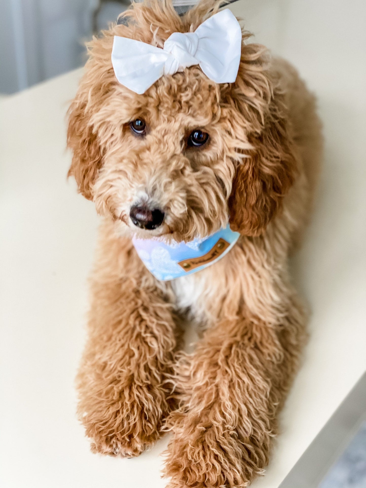 BowKnot Dog Hair Bows