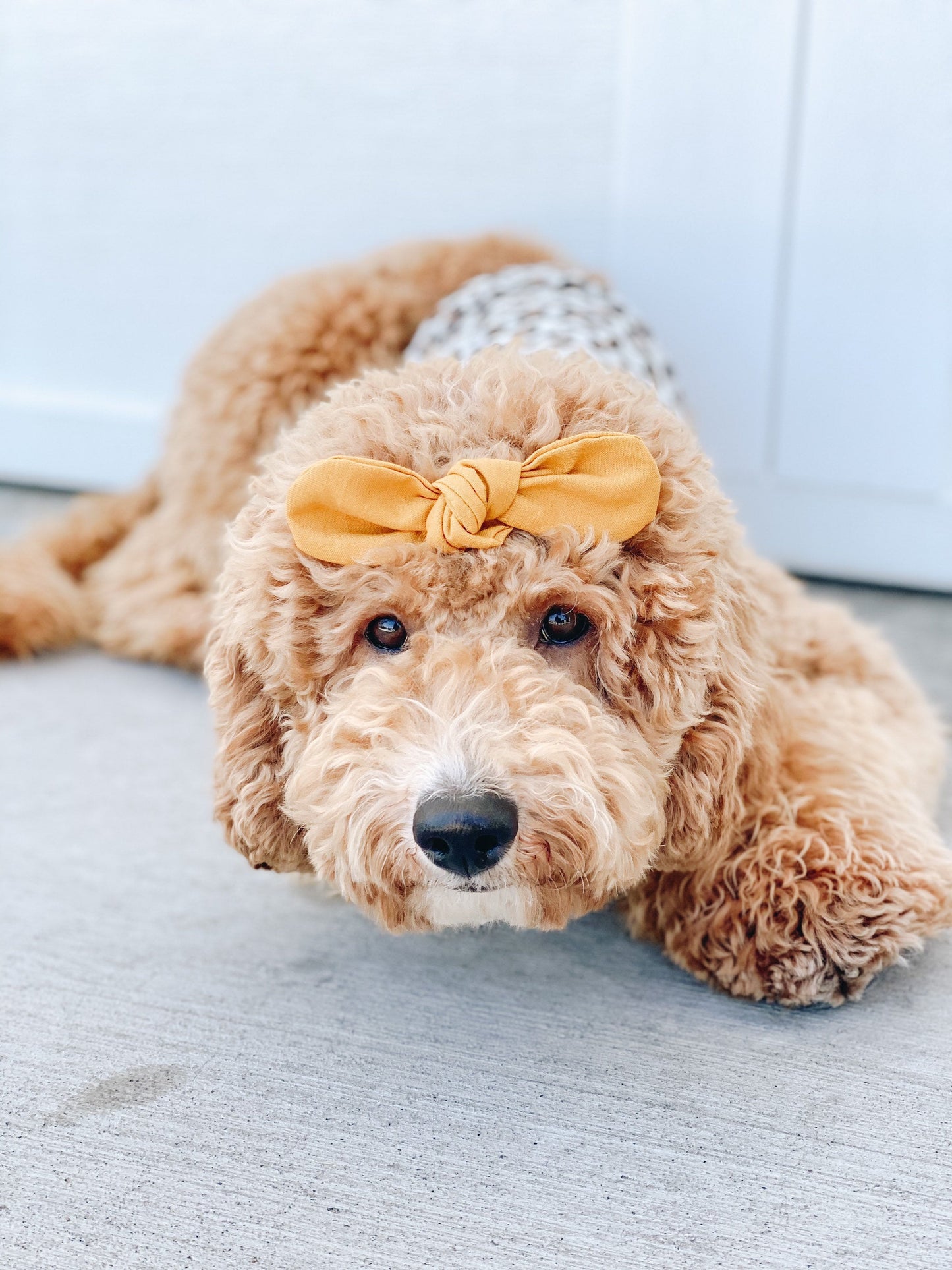 Classic Dog Hair Bows