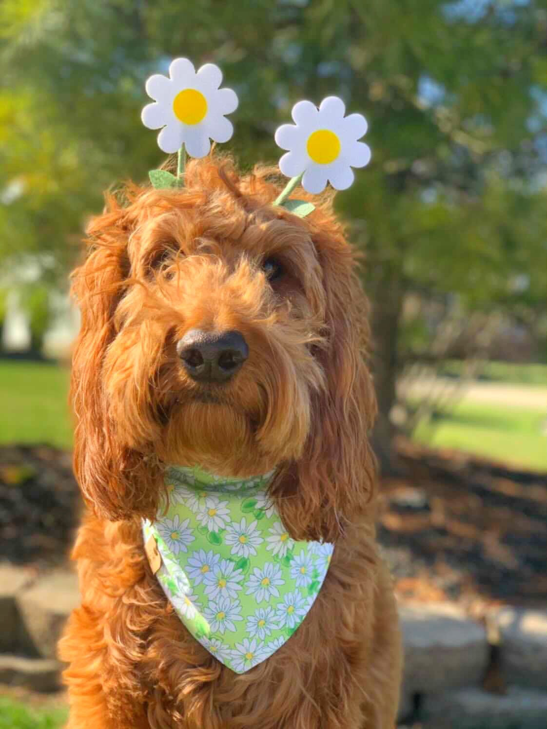 Green Daisy Dog Bandana