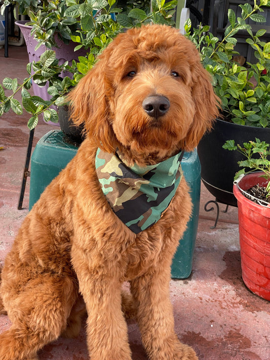 Camo Dog Bandana