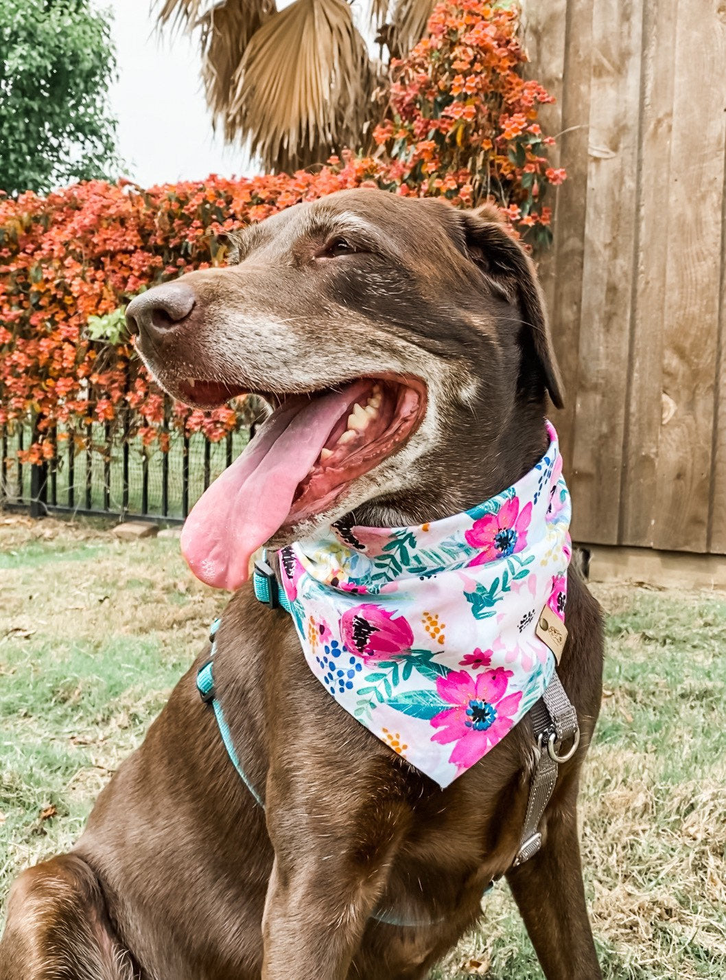 Bali Dog Bandana