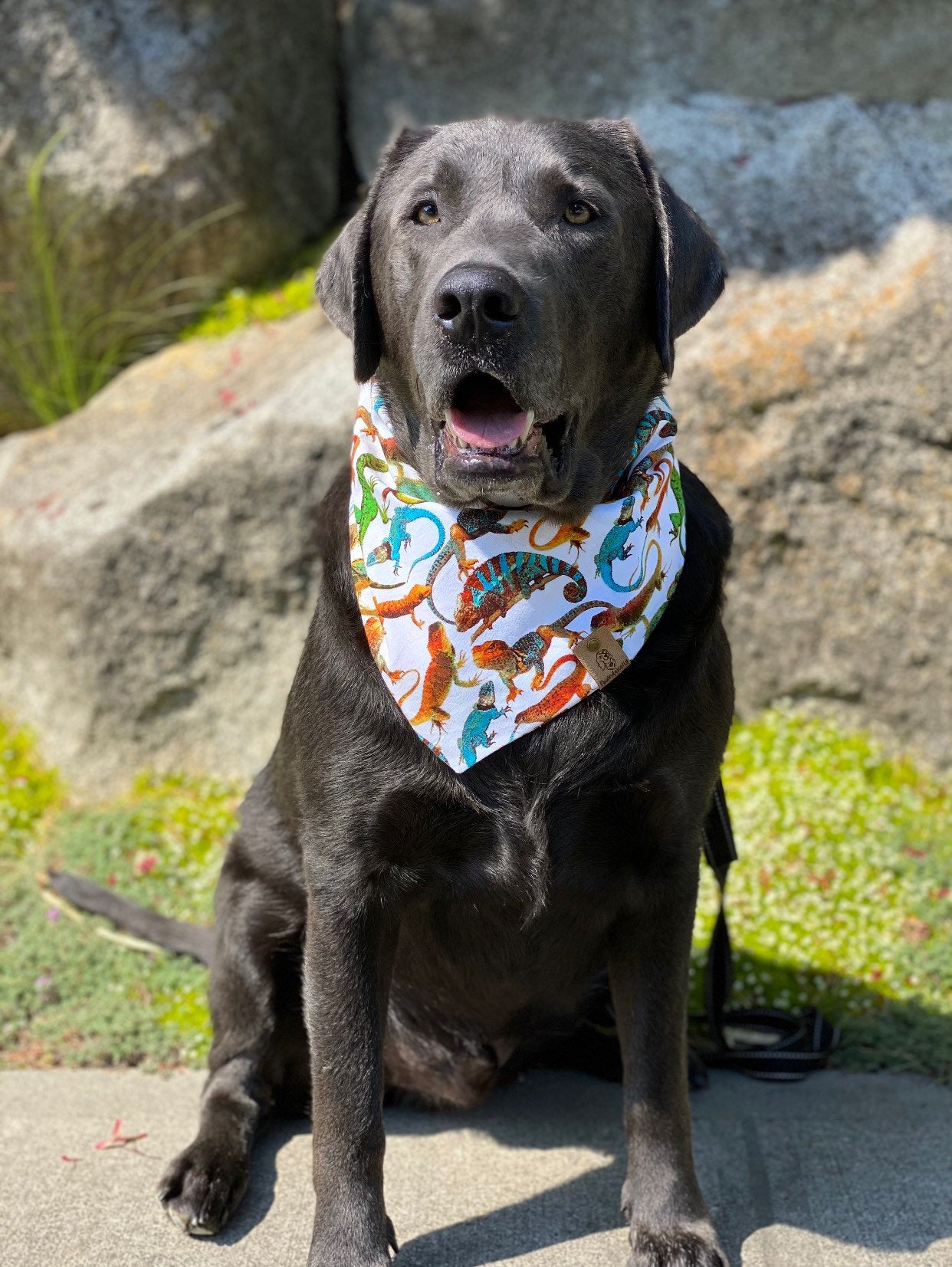 Lizards Dog Bandana