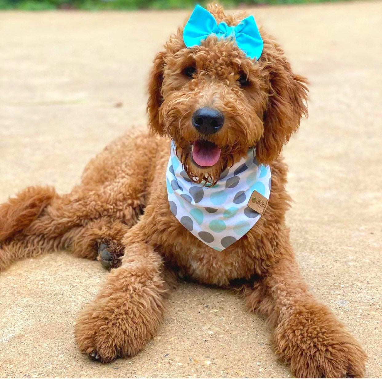 Light Teal Polka Dog Bandanas