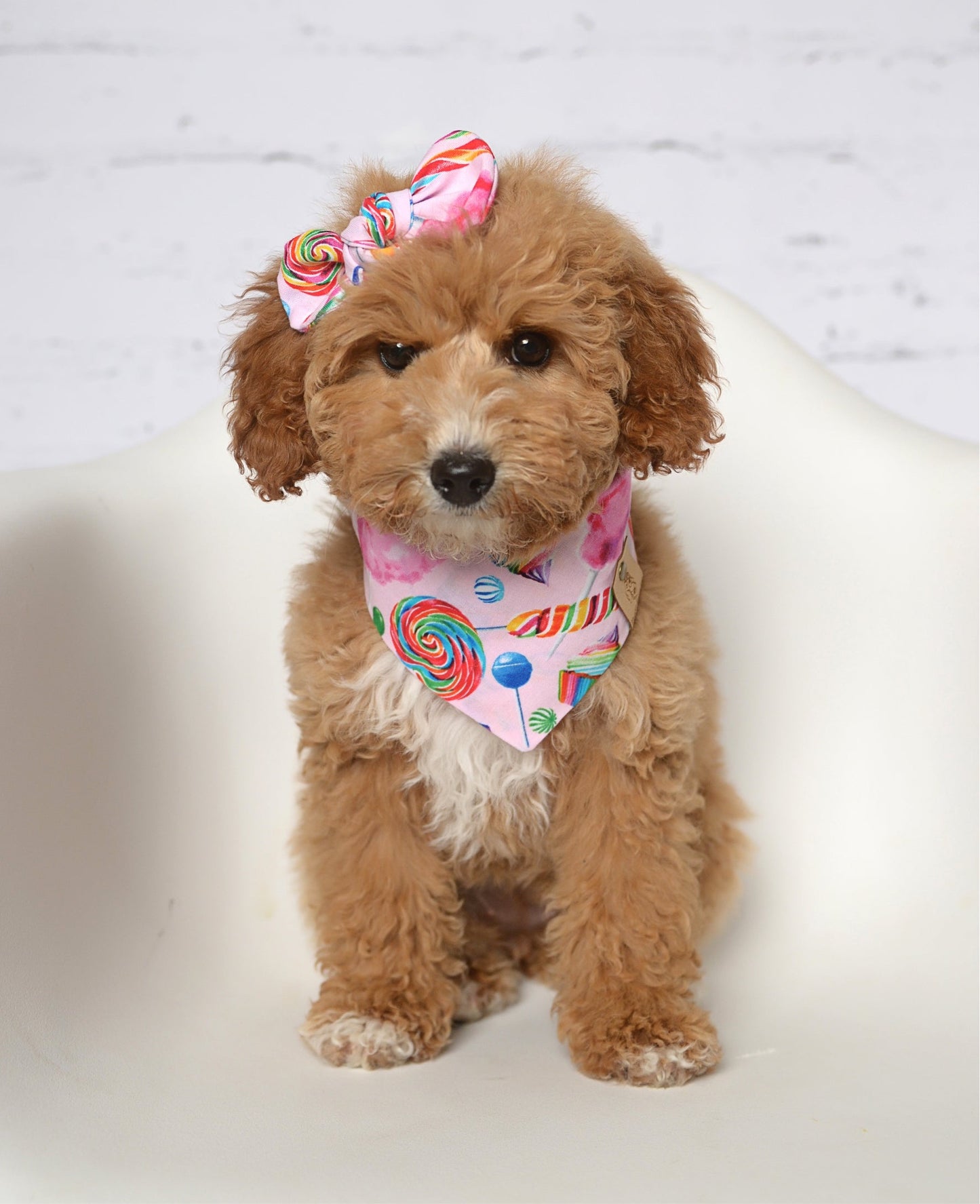 Candy Dog Bandana