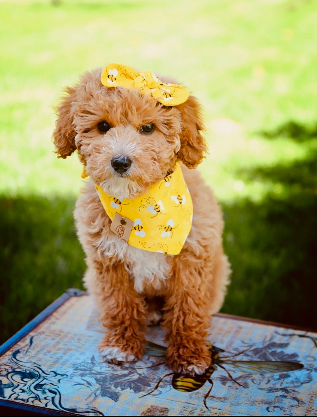 Bees Dog Bandana