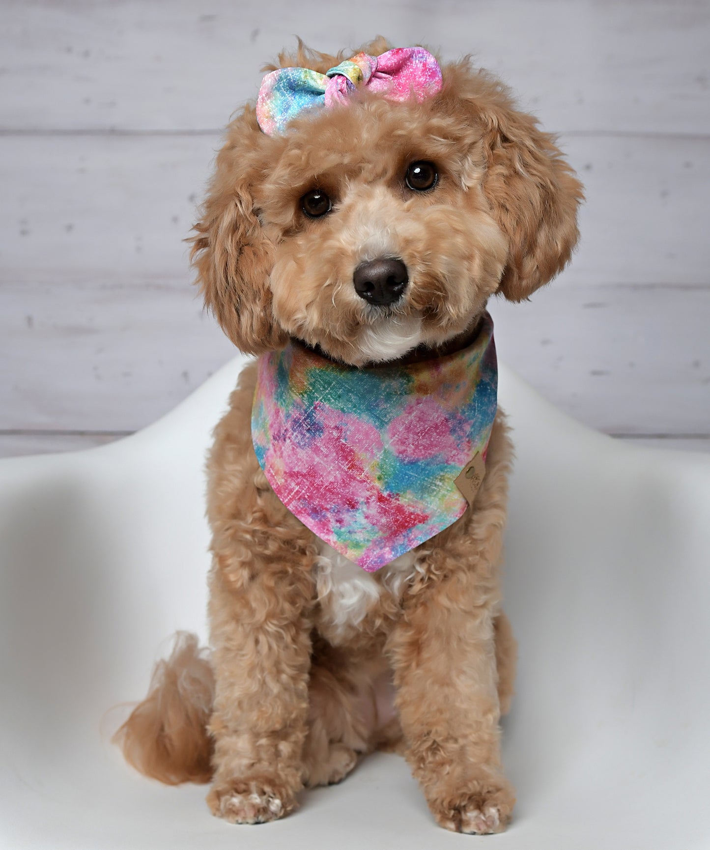 Rainbow Splash Dog Bandana