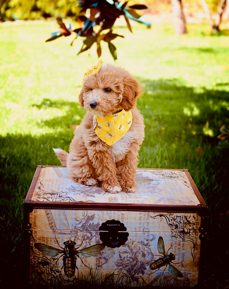 Bees Dog Bandana